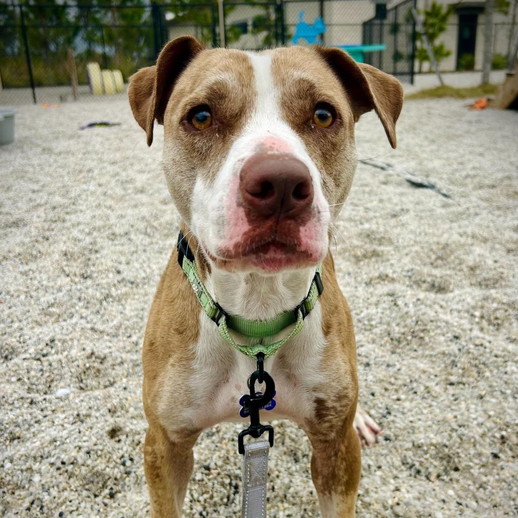 Enlarge Star, a Adoptable mixed breed in Englewood, FL image 5/5