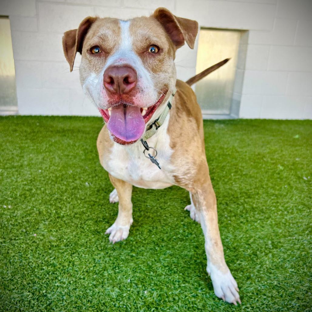 Enlarge Star, a Adoptable mixed breed in Englewood, FL image 6/6