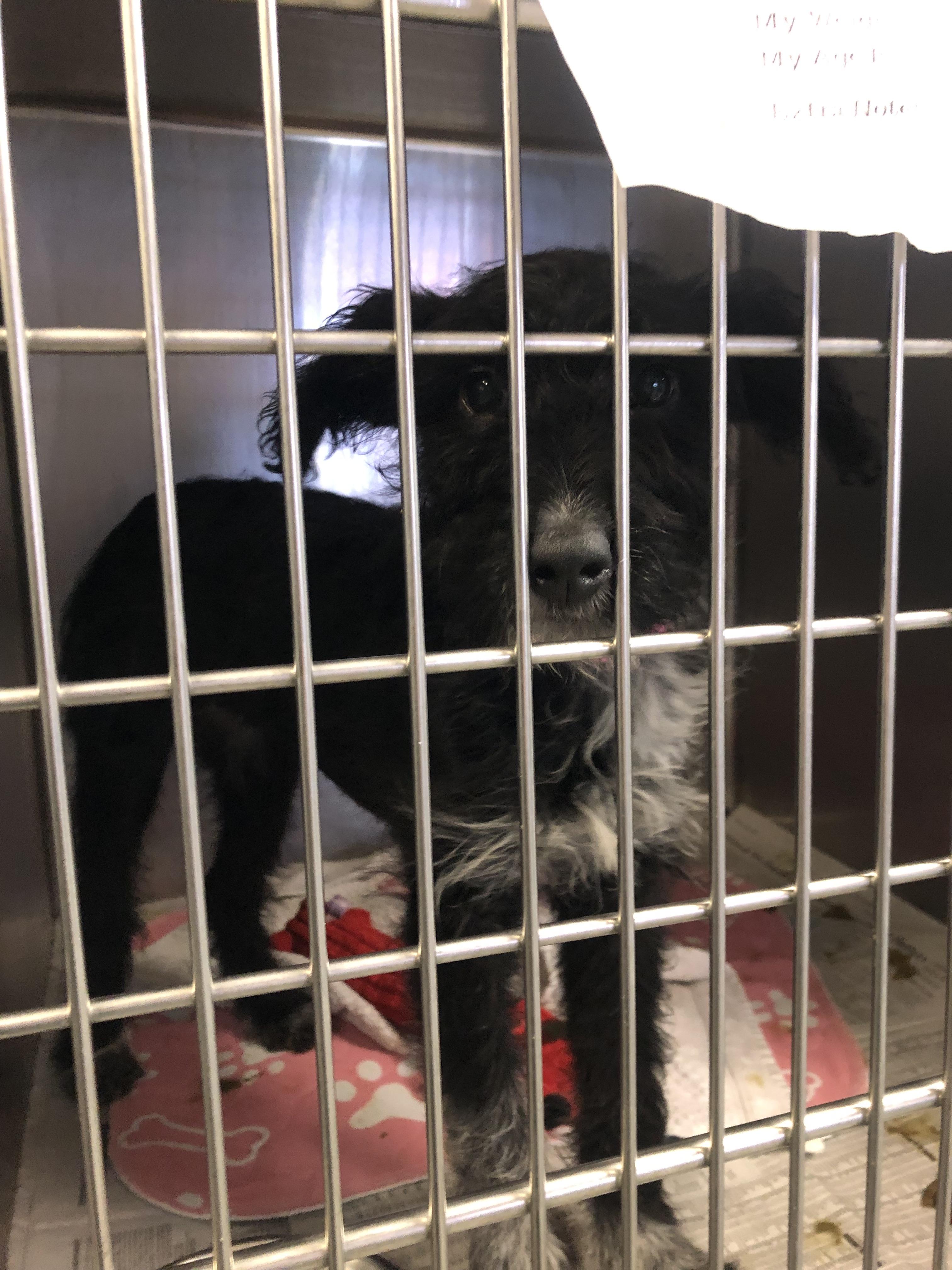 Enlarge Louise, an adopted mixed breed in Parma, OH image 1/1