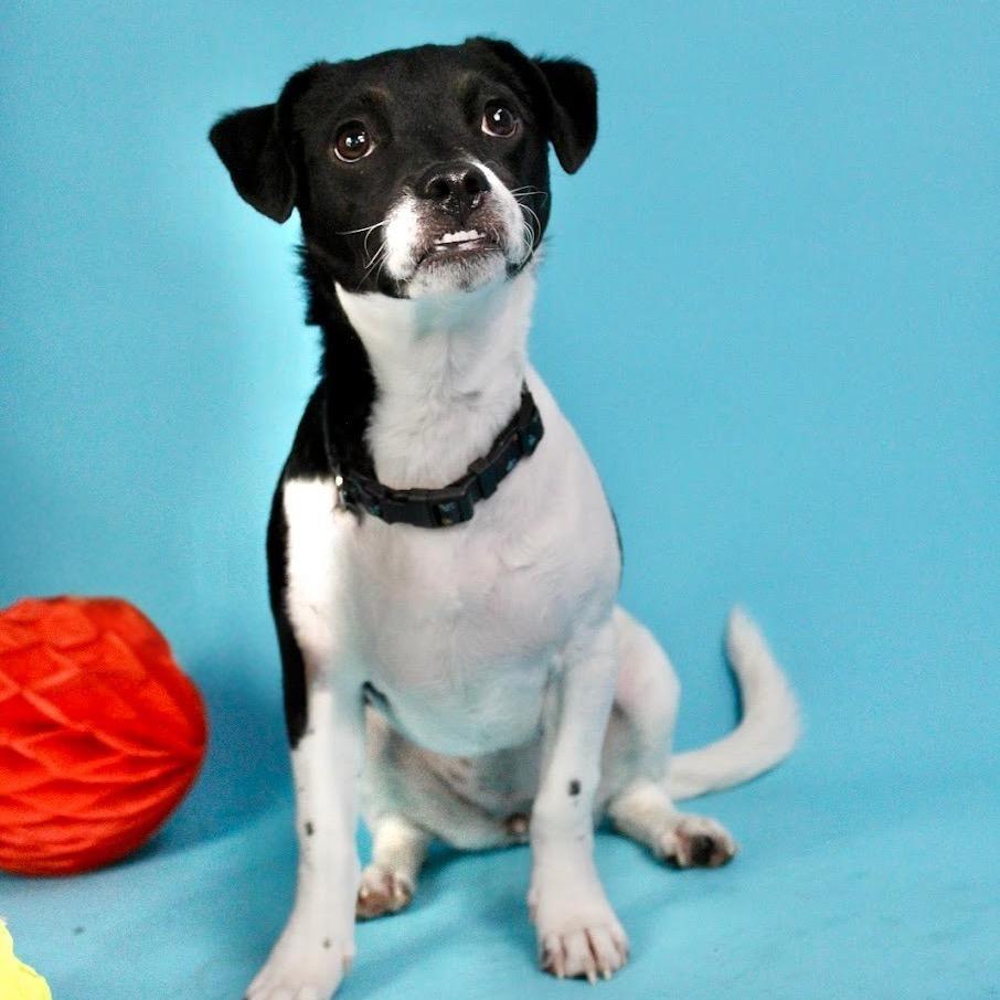 Enlarge Belena, a Adoptable mixed breed in Austell, GA image 1/4