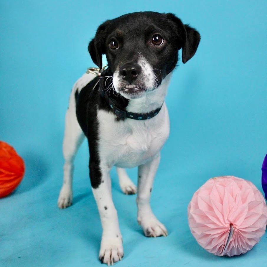 Enlarge Belena, a Adoptable mixed breed in Austell, GA image 2/4