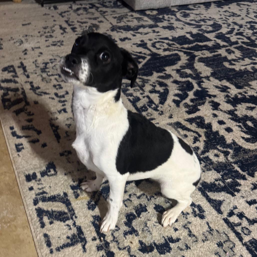 Enlarge Belena, a Adoptable mixed breed in Austell, GA image 3/4