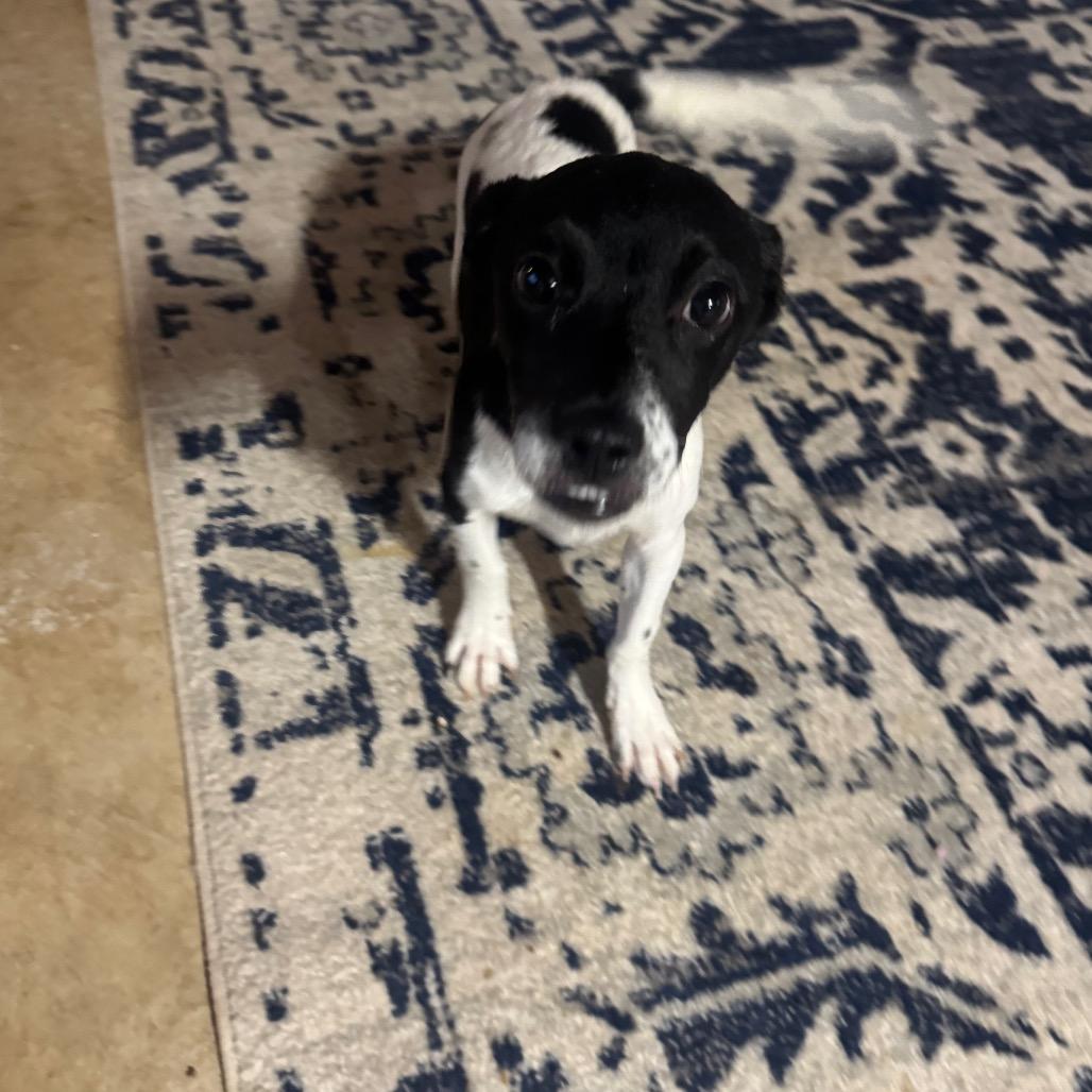 Enlarge Belena, a Adoptable mixed breed in Austell, GA image 4/4