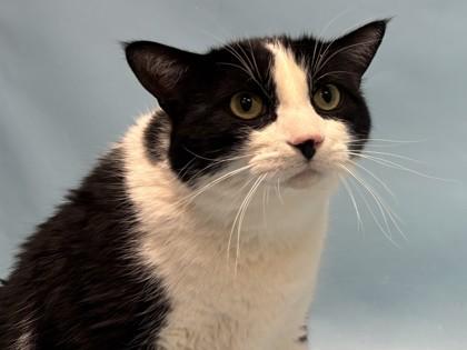 Enlarge Cash, a Adoptable mixed breed in Woodbury, MN image 1/1