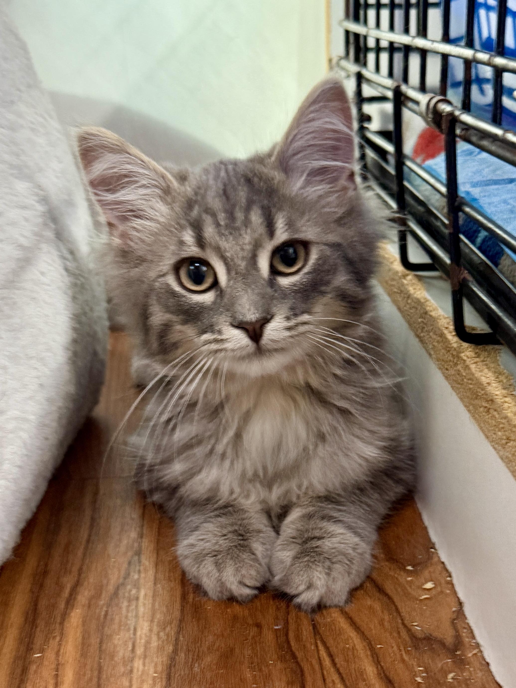 Davidson, Adopted, Young Male Domestic Long Hair.