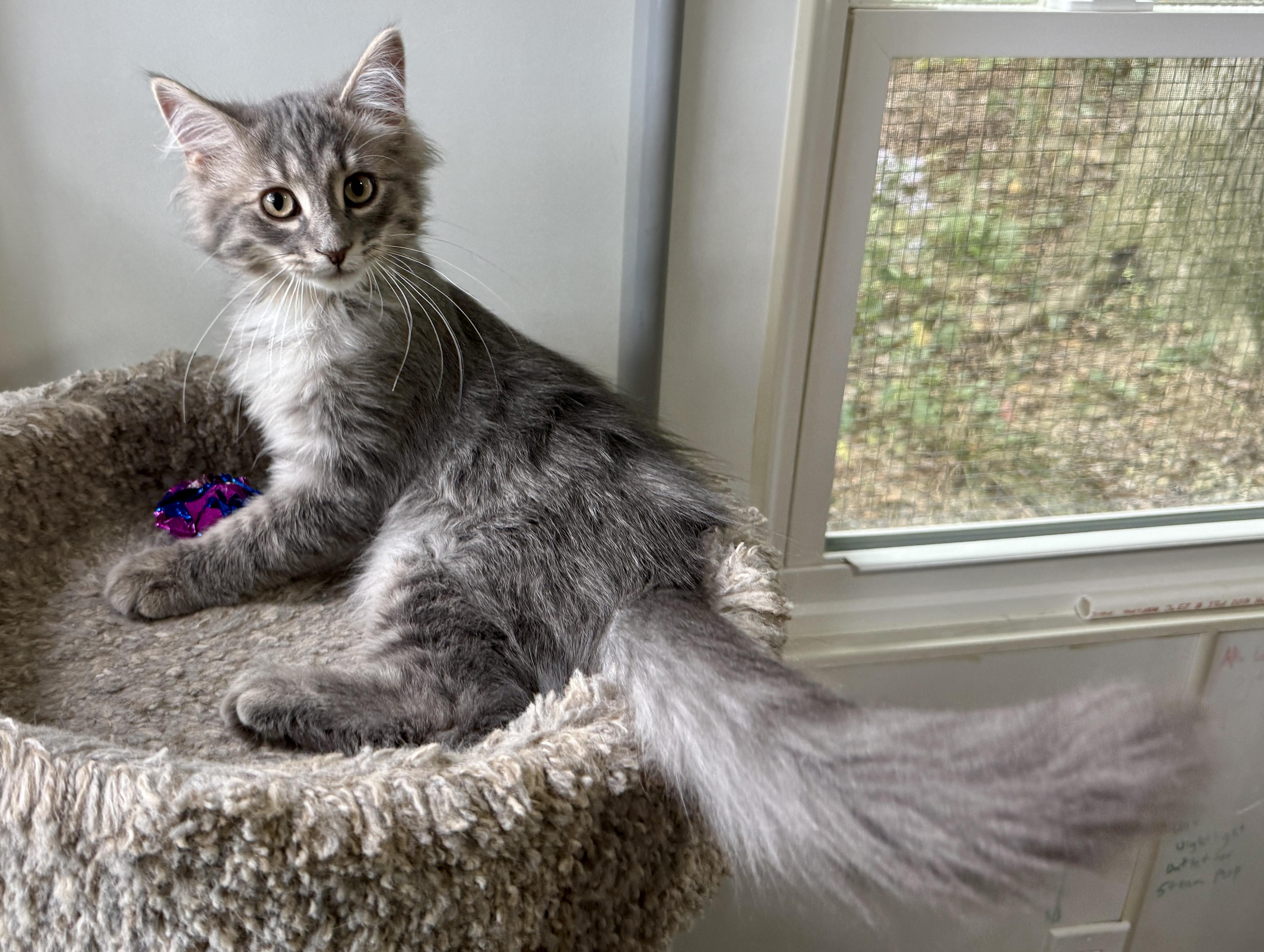 Enlarge Davidson, a Adopted Domestic Long Hair in Ashland, OH image 3/6