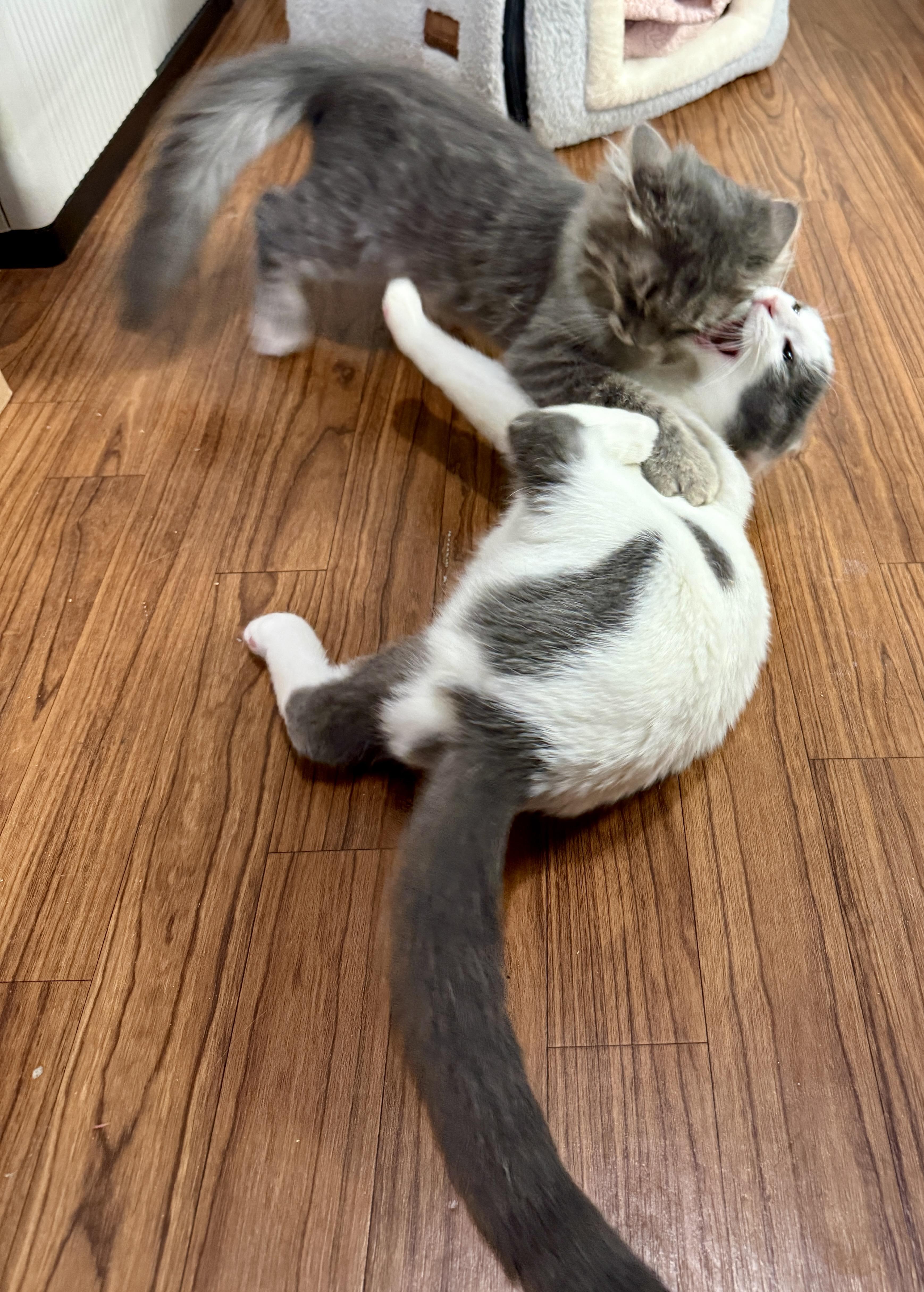 Enlarge Davidson, a Adopted Domestic Long Hair in Ashland, OH image 4/6