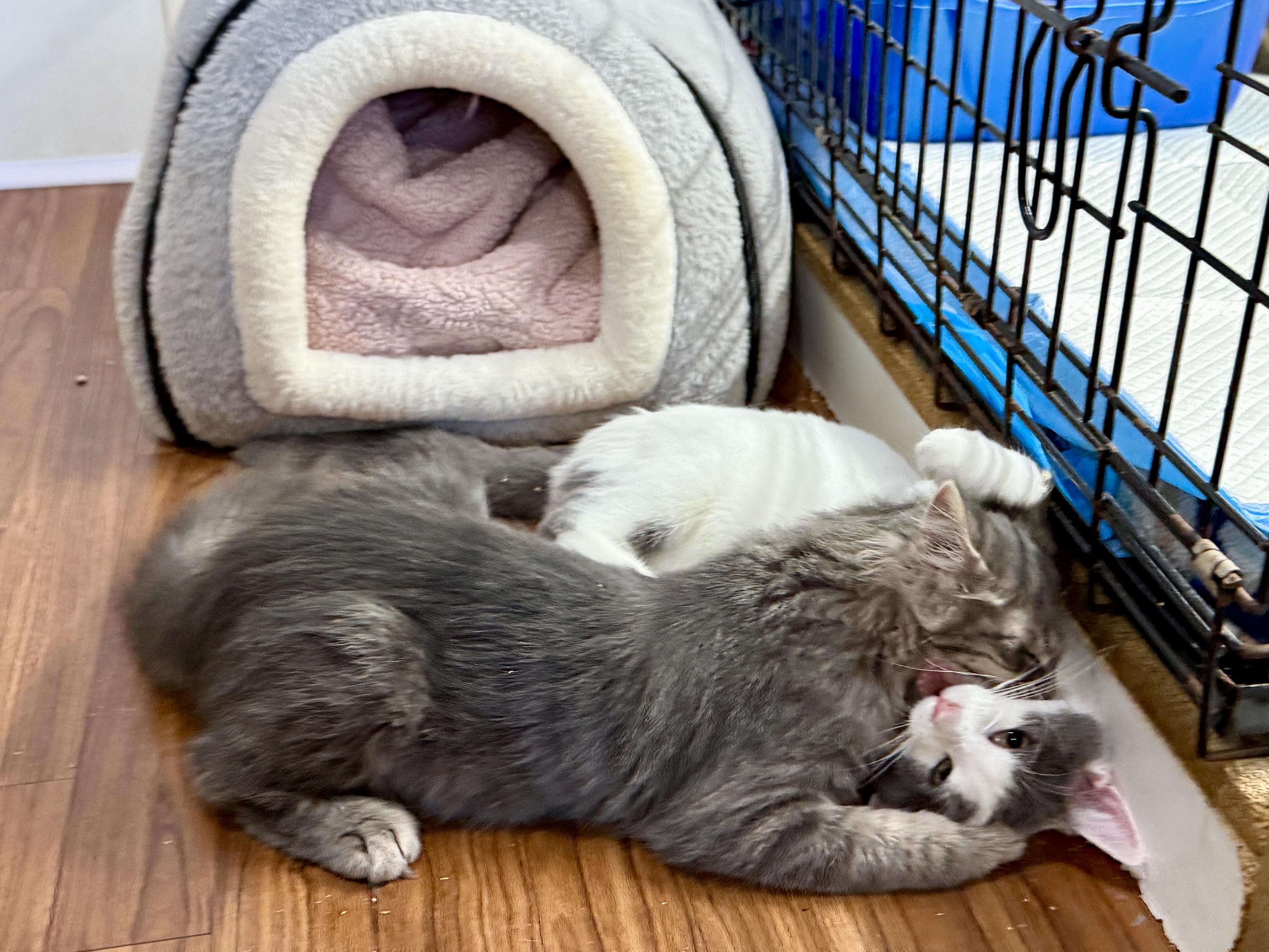 Enlarge Davidson, a Adopted Domestic Long Hair in Ashland, OH image 6/6