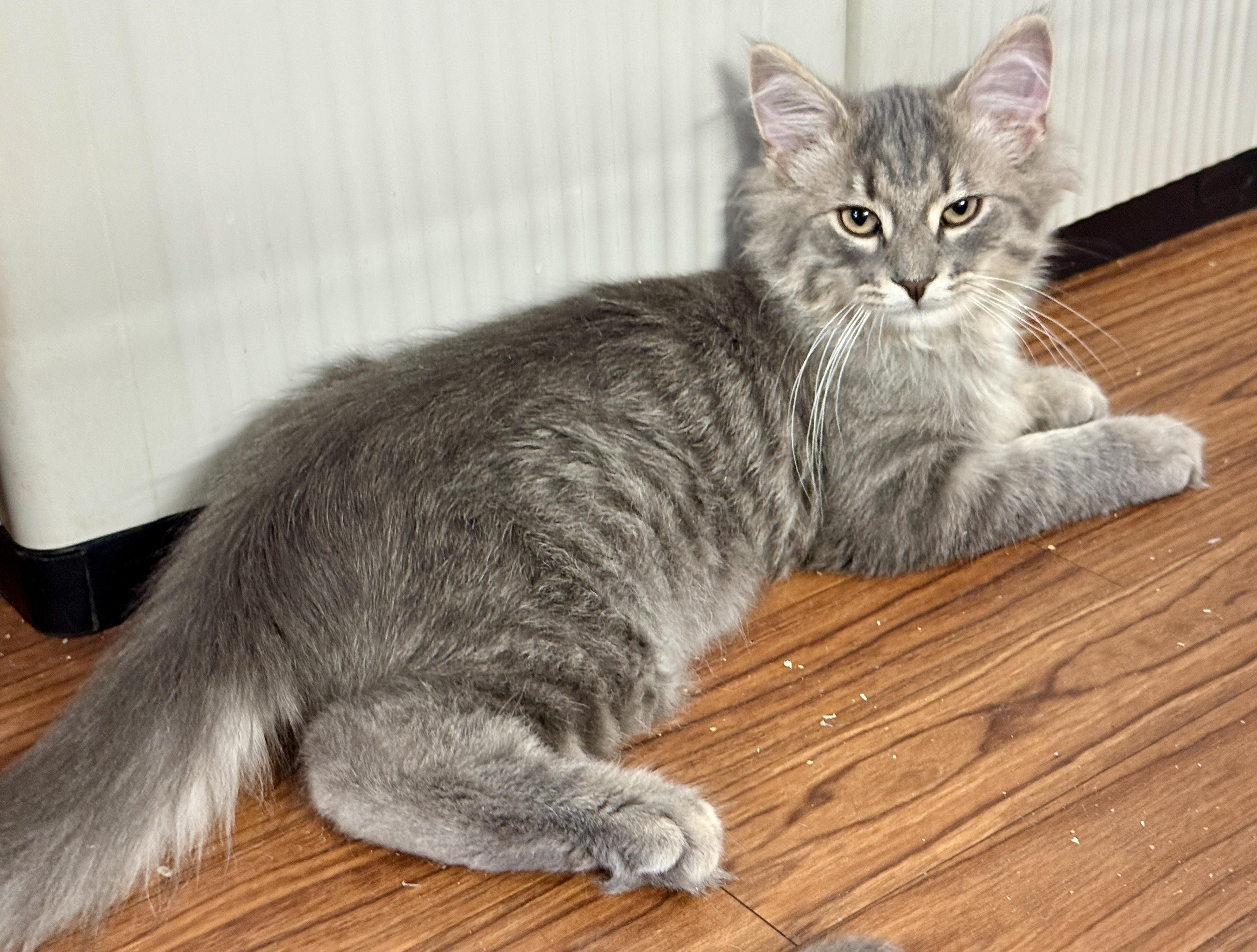 Enlarge Davidson, a Adopted Domestic Long Hair in Ashland, OH image 2/6
