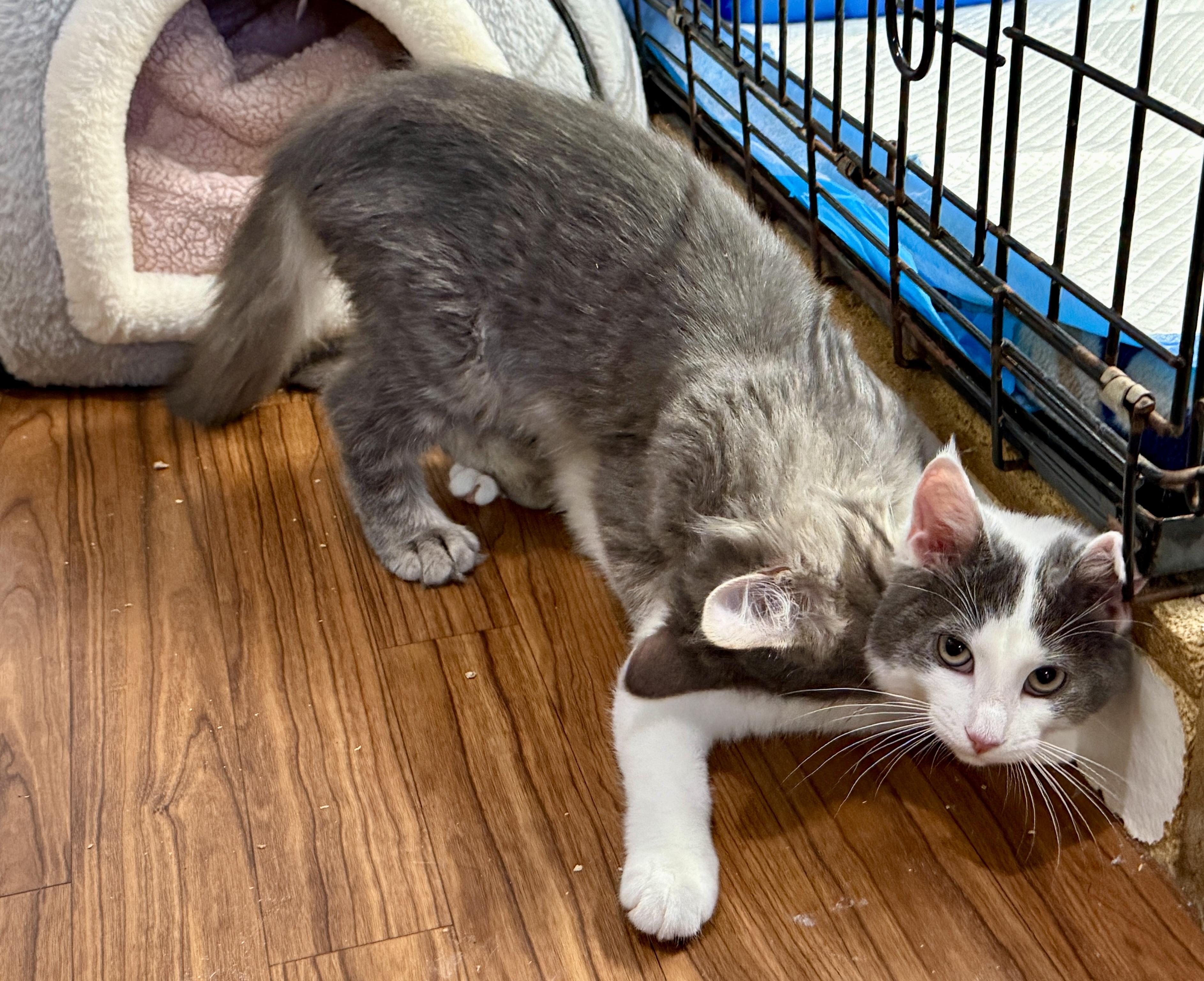 Enlarge Davidson, a Adopted Domestic Long Hair in Ashland, OH image 5/6
