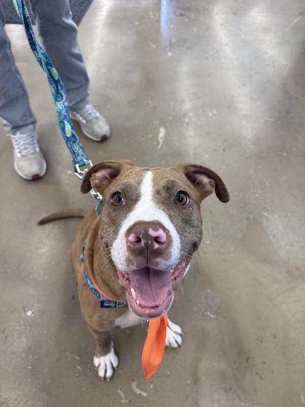 Enlarge Caprese, an adoptable Mixed Breed in Chester, PA image 2/6