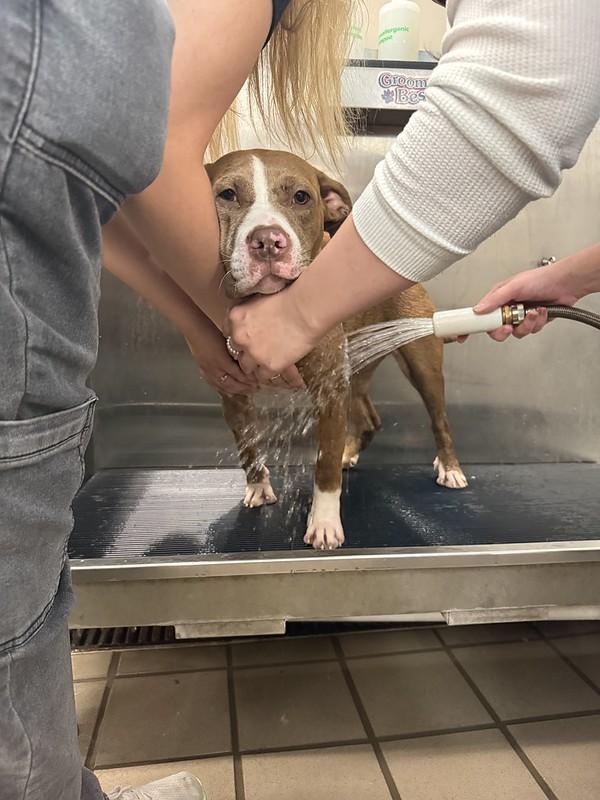 Enlarge Caprese, an adoptable Mixed Breed in Chester, PA image 4/6