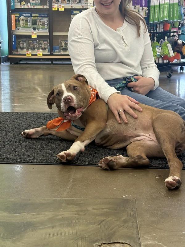 Enlarge Caprese, an adoptable Mixed Breed in Chester, PA image 5/6