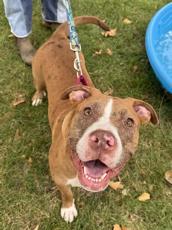 Caprese, adoptable, Adult Female Mixed Breed.