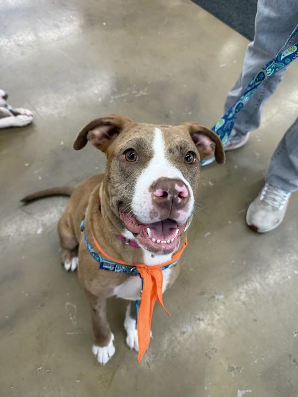 Enlarge Caprese, an adoptable Mixed Breed in Chester, PA image 6/6