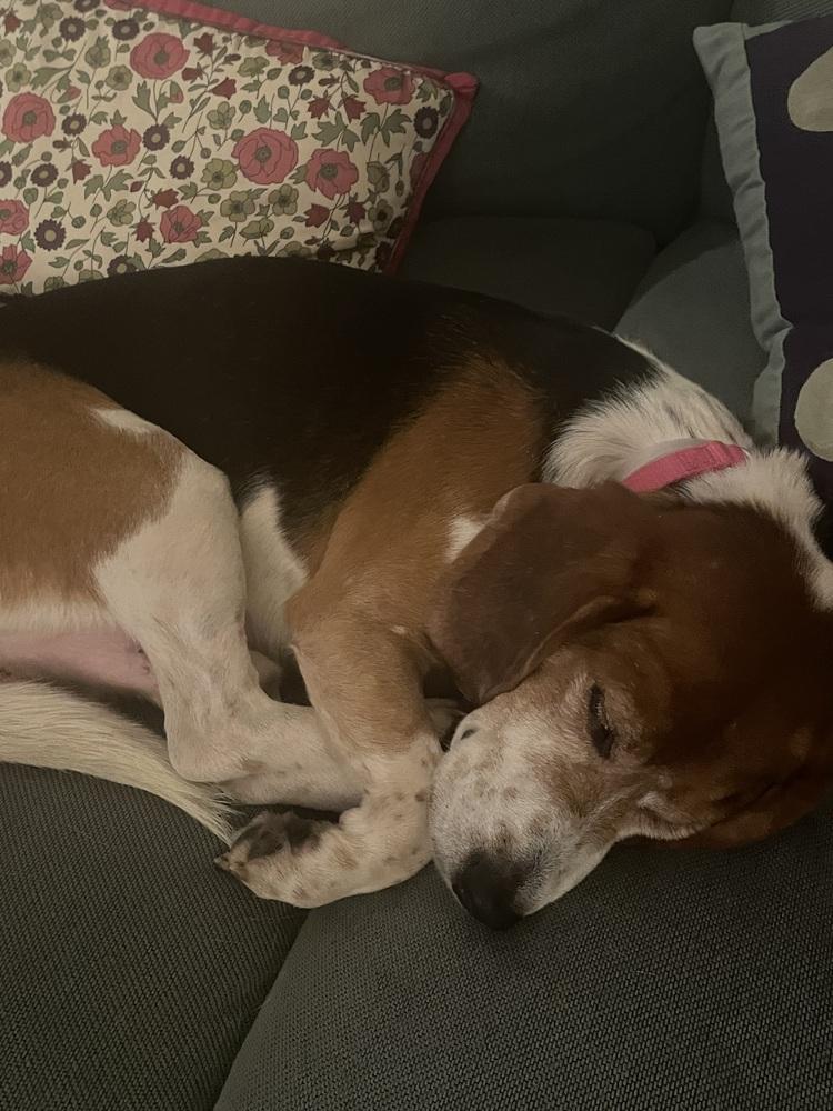 Enlarge Mallow, a Adoptable Beagle in Manhattan, NY image 1/4