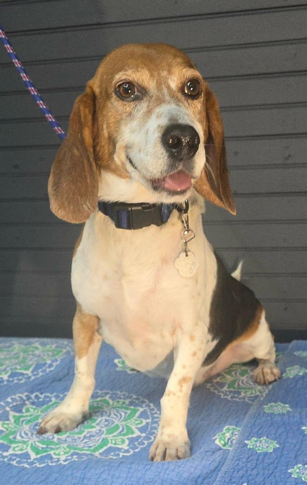 Enlarge Mallow, a Adoptable Beagle in Manhattan, NY image 2/4