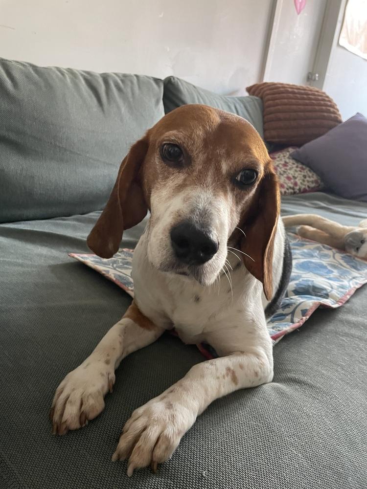Enlarge Mallow, a Adoptable Beagle in Manhattan, NY image 3/4