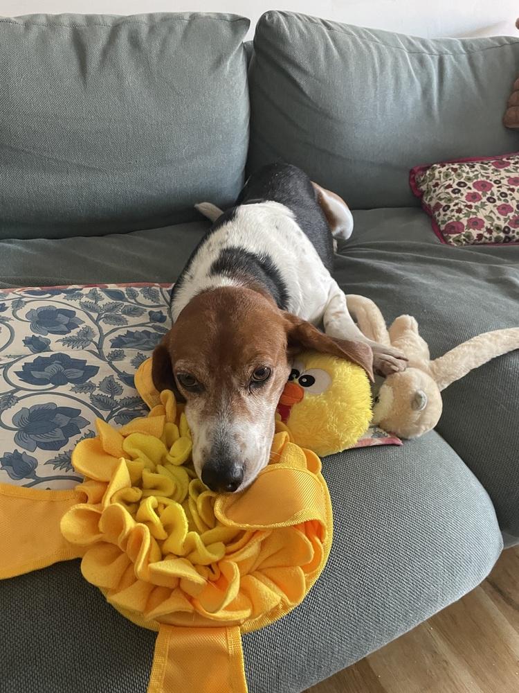 Enlarge Mallow, a Adoptable Beagle in Manhattan, NY image 4/4