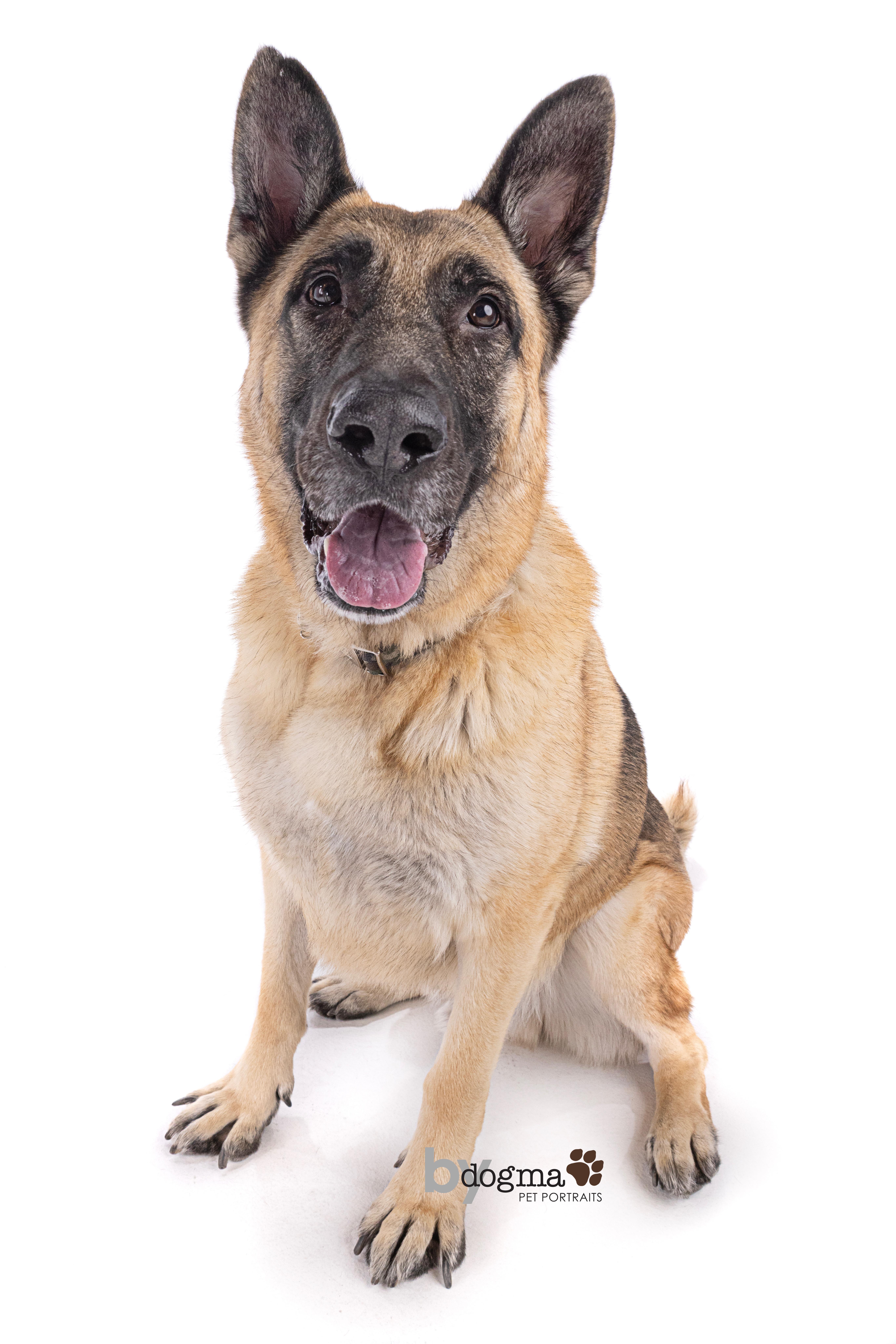 Tofu , a Adoptable German Shepherd Dog in santa monica, CA image 5/6