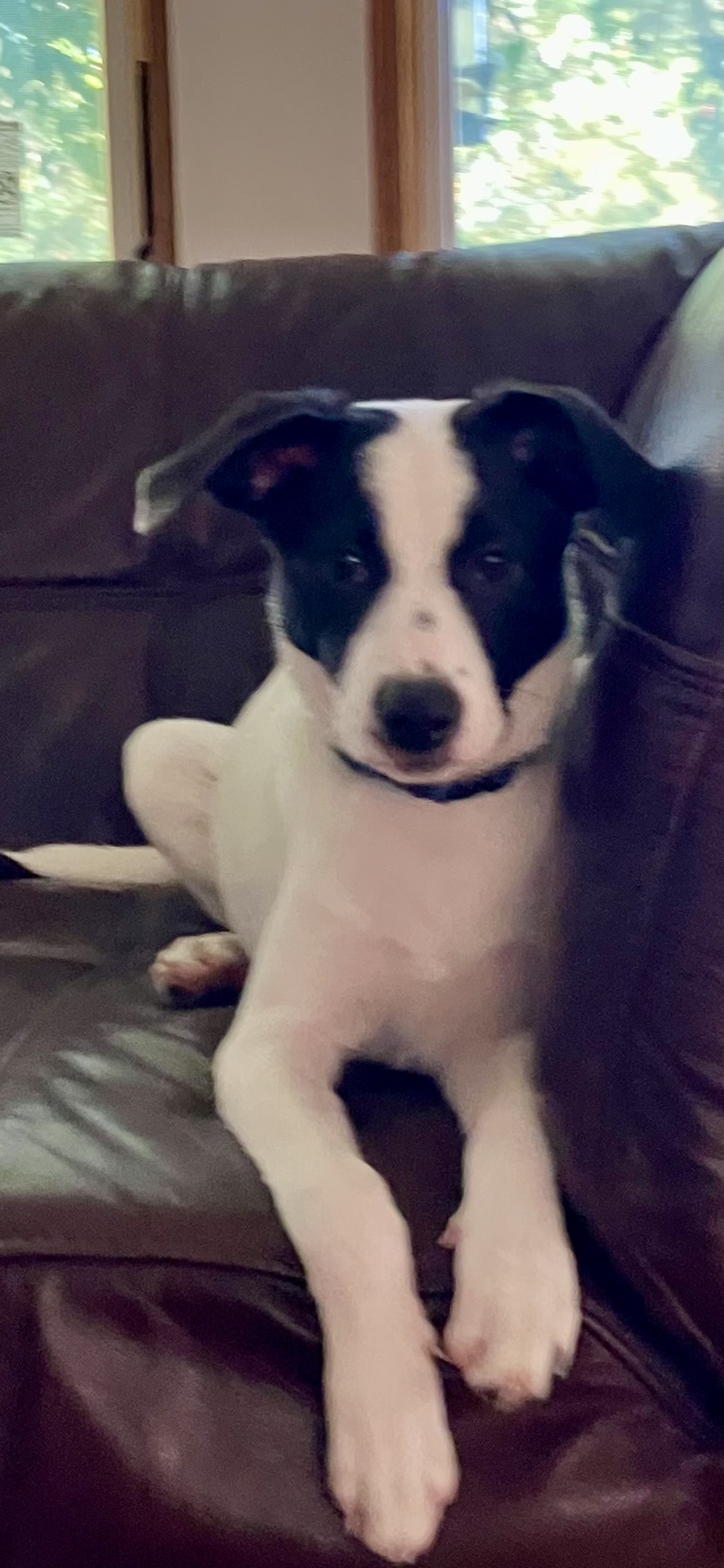 Dog for adoption Elvis, a Jack Russell Terrier Mix in Chalfont, PA