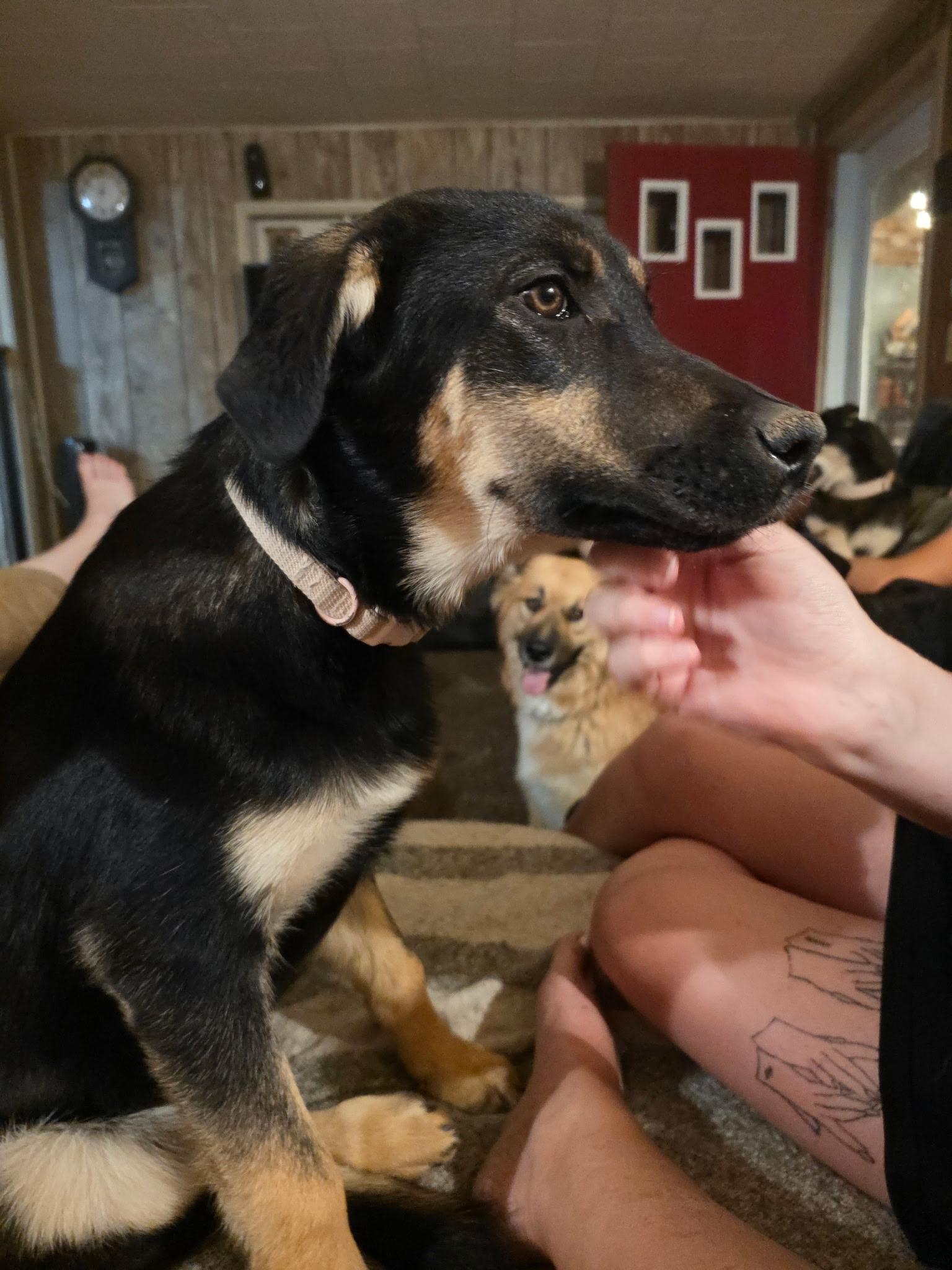 Sybil, Adoptable, Puppy Female Shepherd.