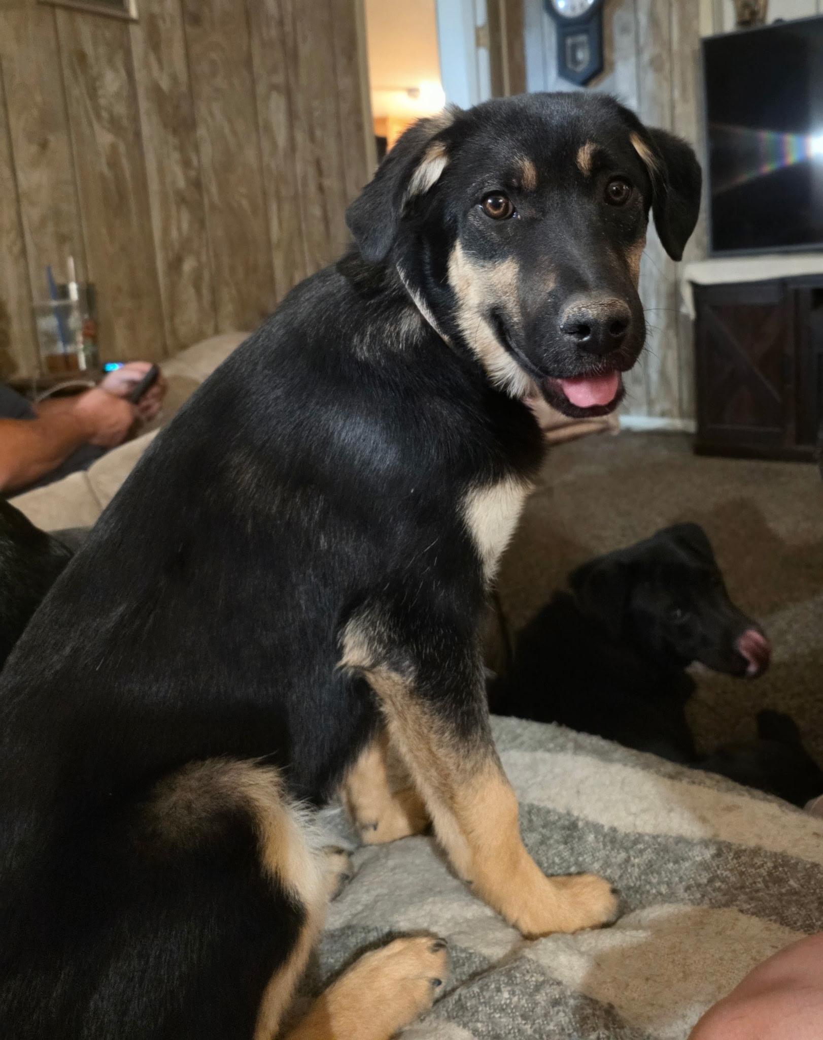 Enlarge Sybil, a Adoptable Shepherd in Riverton, WY image 2/3