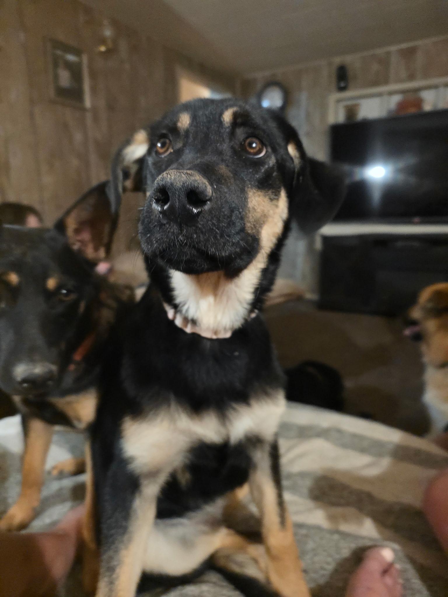 Enlarge Sybil, a Adoptable Shepherd in Riverton, WY image 3/3