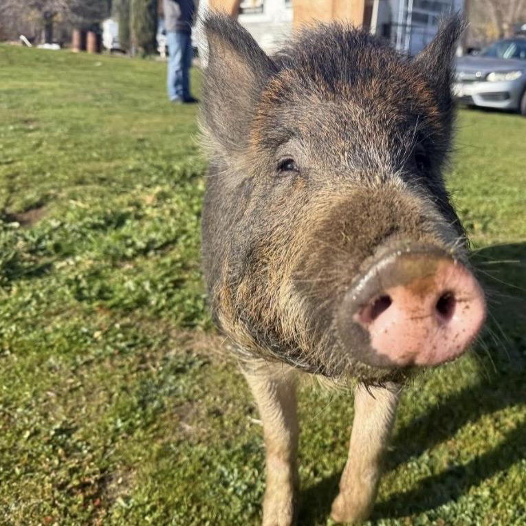 Enlarge Piggy Sue, a Adoptable Pig in Sonoma, CA image 1/4