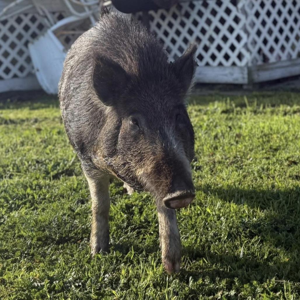 Enlarge Piggy Sue, a Adoptable Pig in Sonoma, CA image 2/4