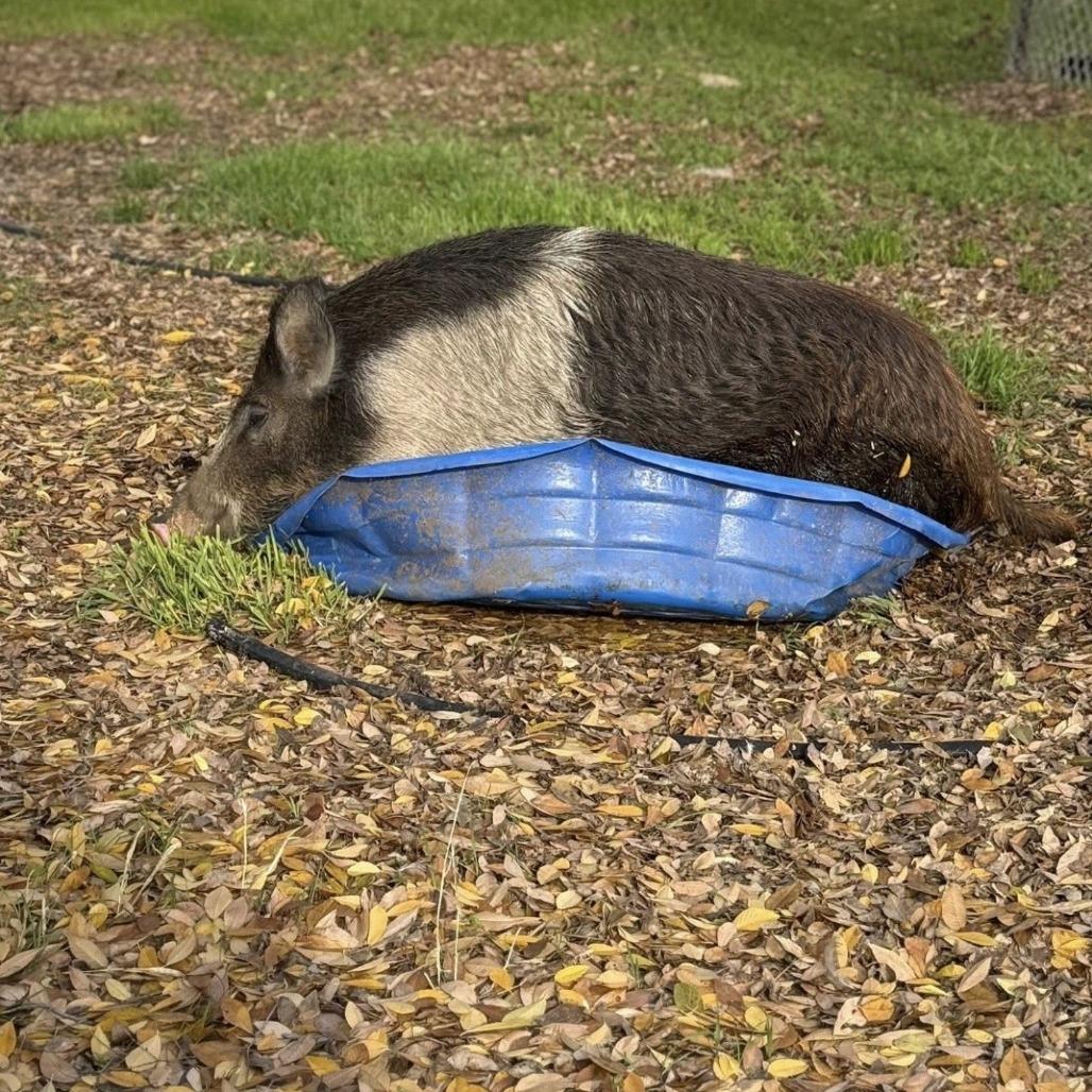 Enlarge Piggy Sue, a Adoptable Pig in Sonoma, CA image 3/4