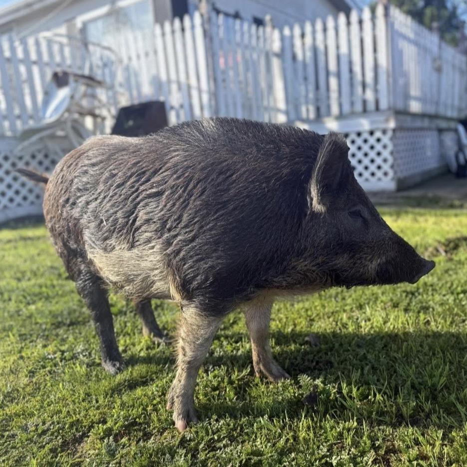 Enlarge Piggy Sue, a Adoptable Pig in Sonoma, CA image 4/4
