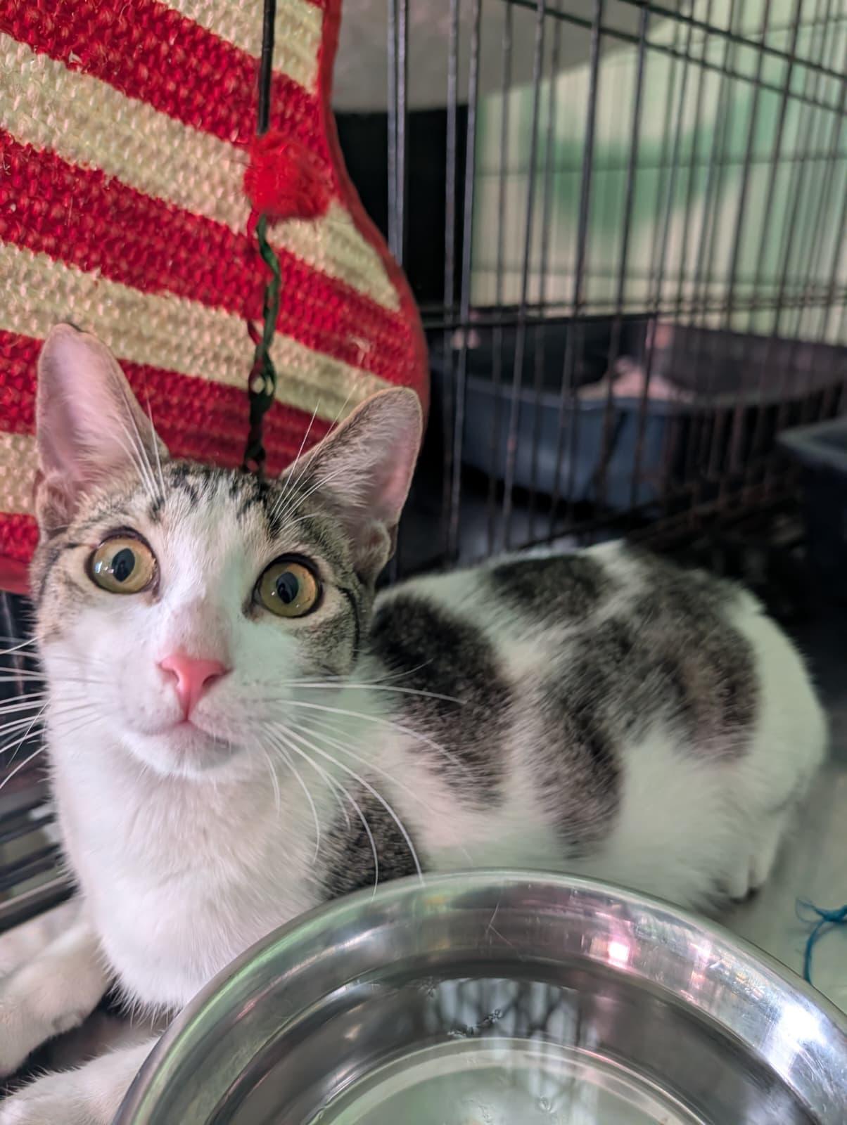 Enlarge Armando, a Adoptable Domestic Short Hair in Windsor Locks, CT image 2/6