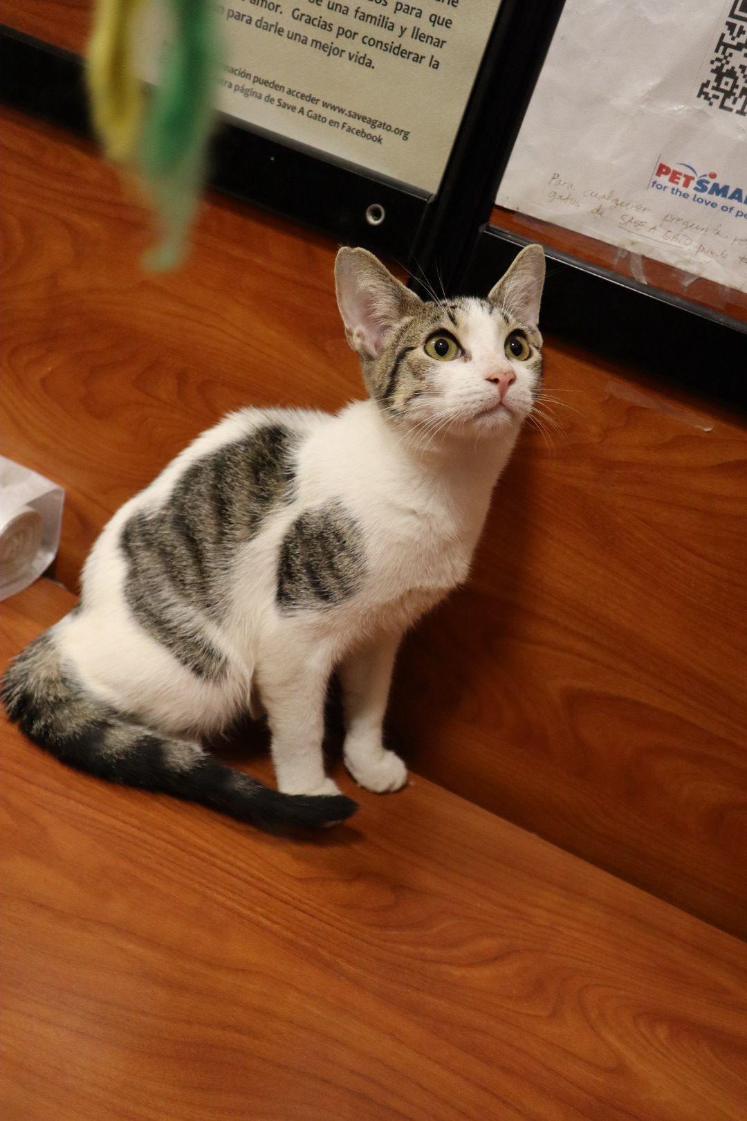 Armando, Adoptable, Kitten Male Domestic Short Hair.