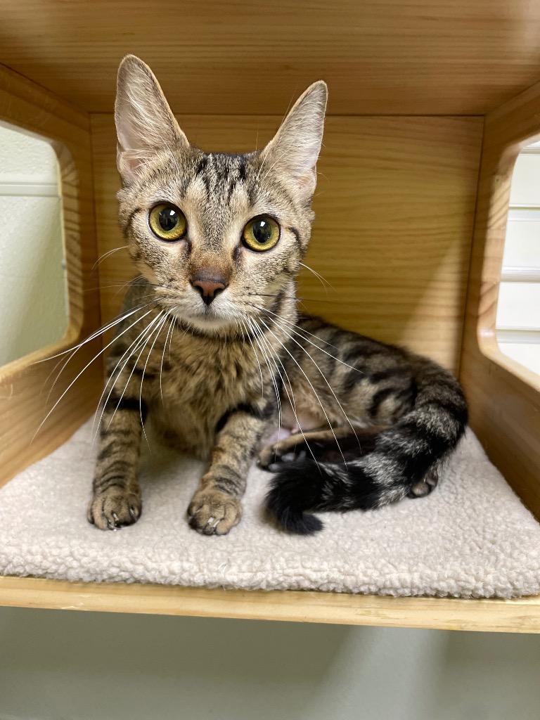 Someone's Cat, Adult Female Domestic Short Hair