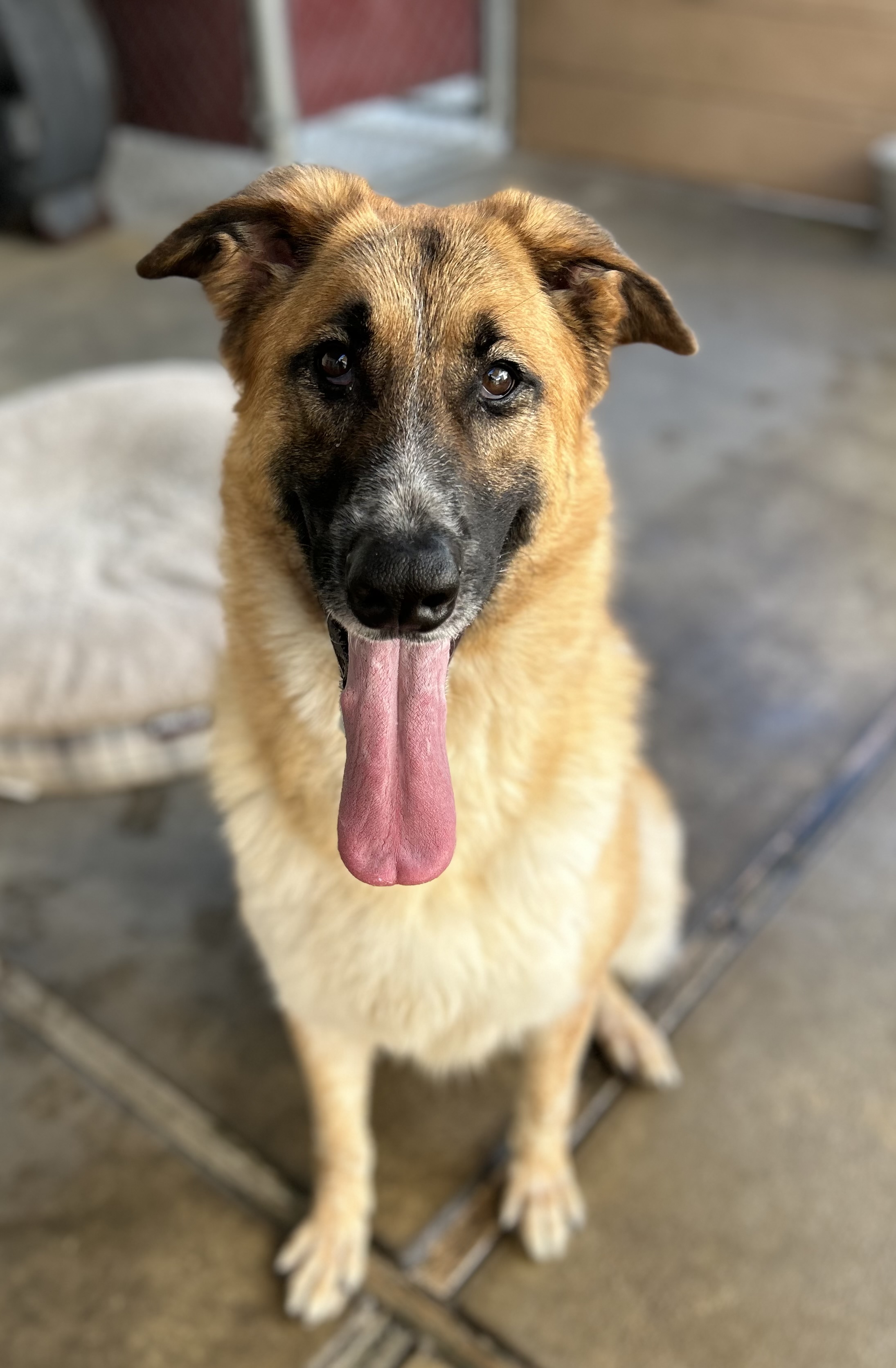 Enlarge Haley, a Adoptable mixed breed in Canoga Park, CA image 8/12