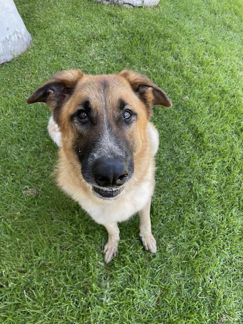 Haley, a Adoptable mixed breed in Canoga Park, CA image 1/12