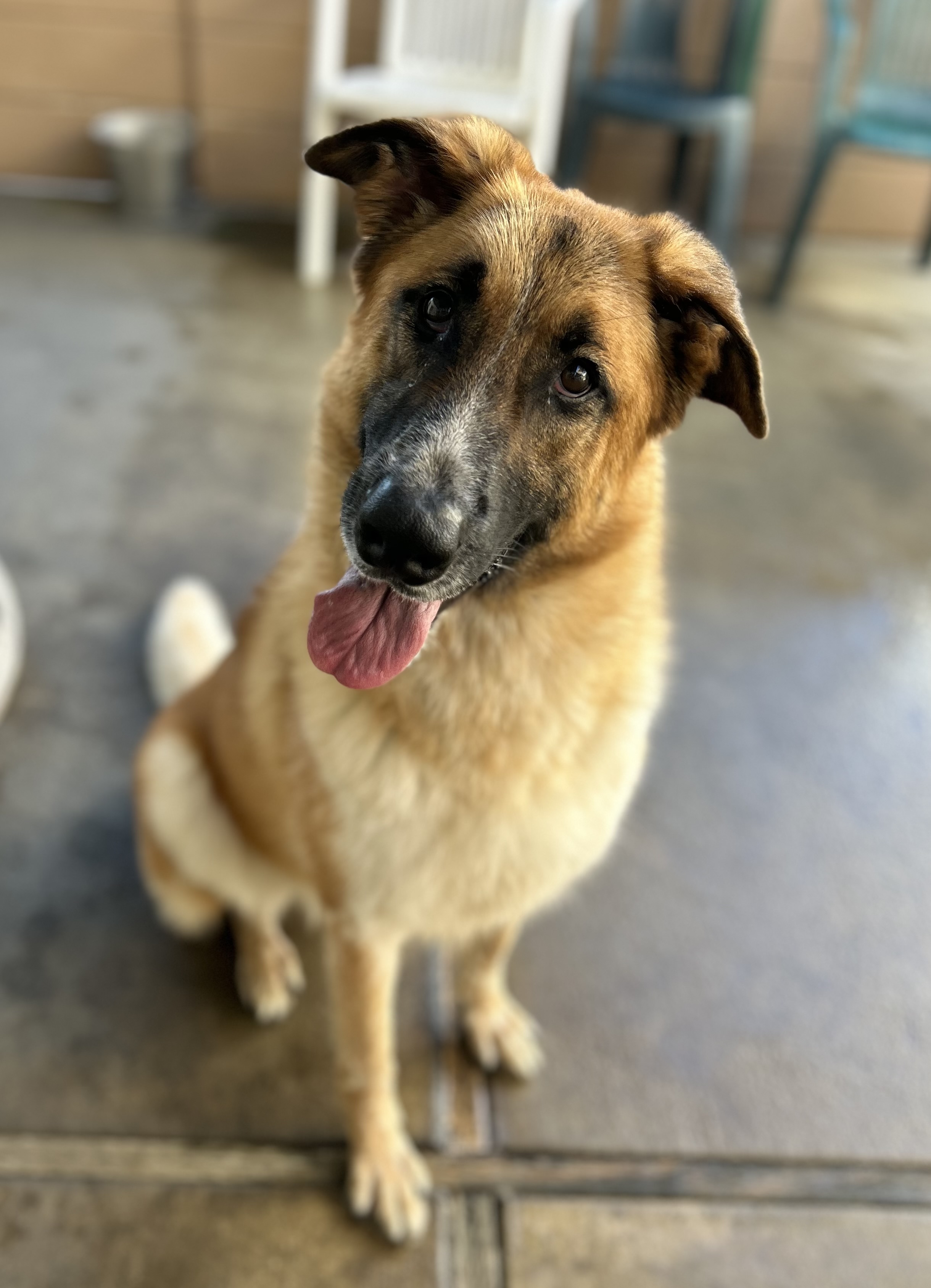 Haley, a Adoptable mixed breed in Canoga Park, CA image 4/12