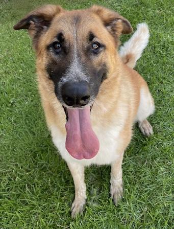 Haley, a Adoptable mixed breed in Canoga Park, CA image 2/12