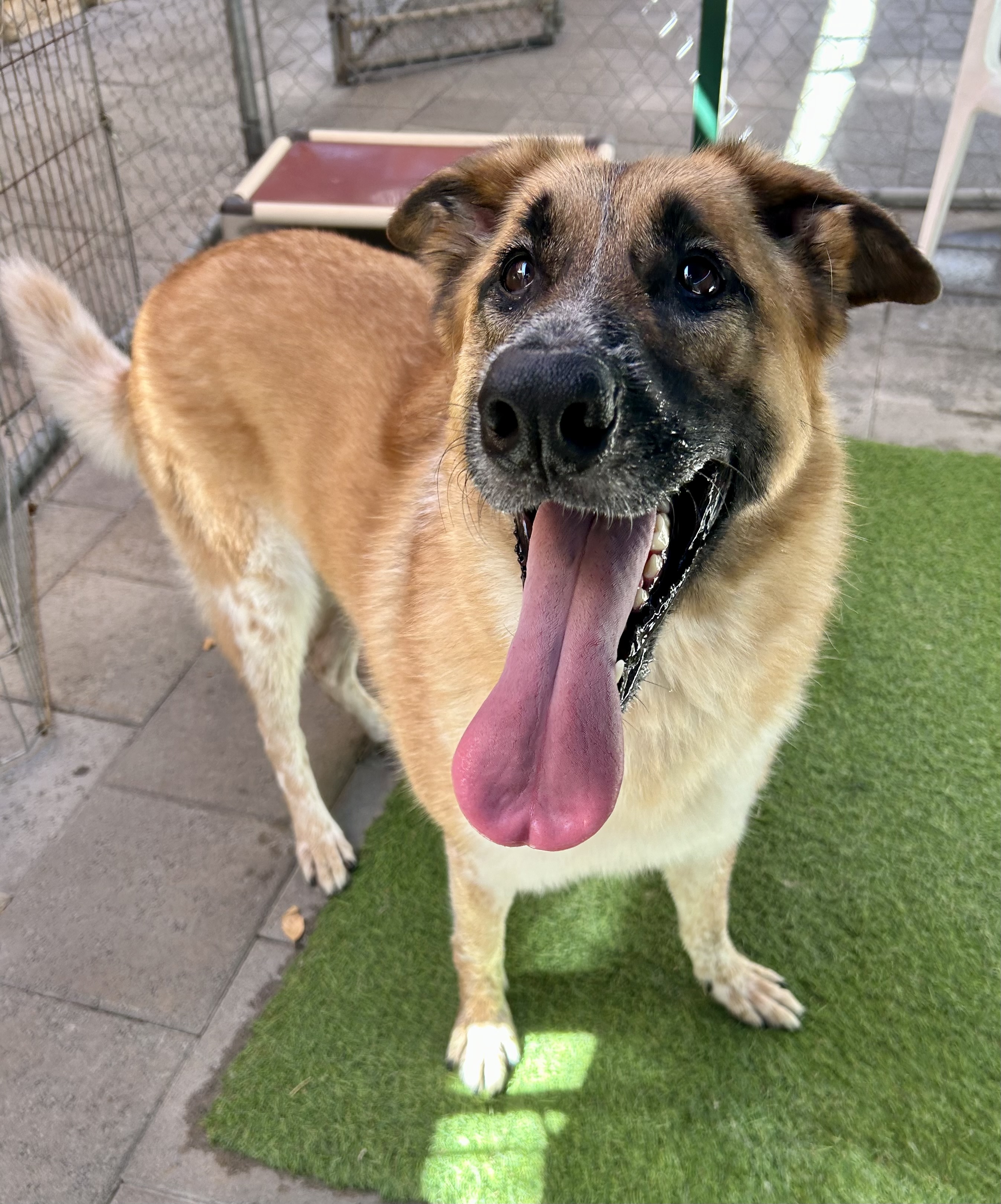 Enlarge Haley, a Adoptable mixed breed in Canoga Park, CA image 10/12
