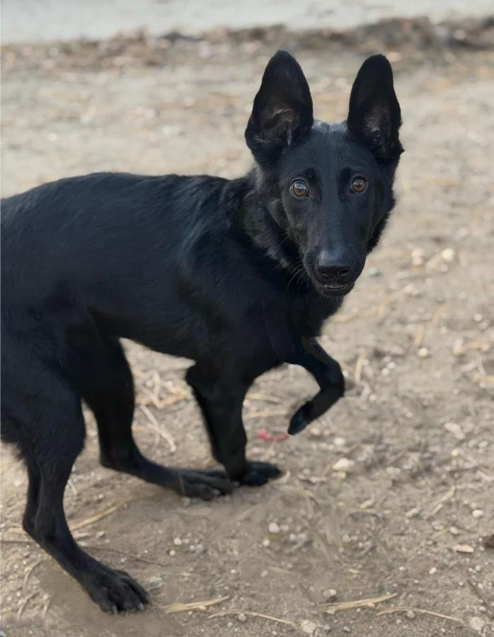 Lorelai, Adoptable, Puppy Female German Shepherd Dog.