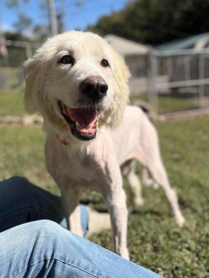 Enlarge SugarPlum, a Adoptable Mixed Breed in Leitchfield, KY image 1/2