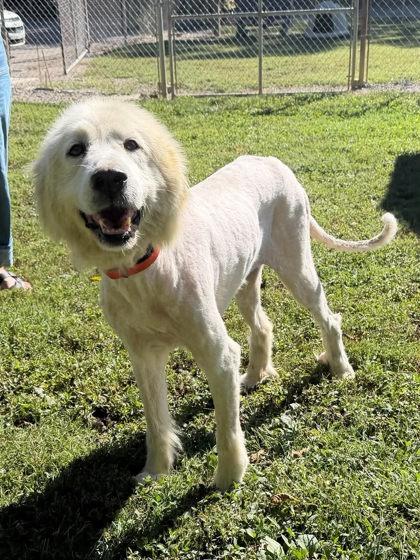 Enlarge SugarPlum, a Adoptable Mixed Breed in Leitchfield, KY image 2/2