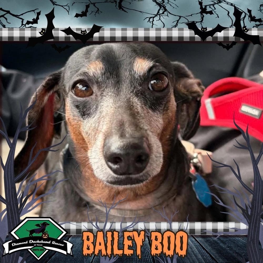 Bailey Boo, Adoptable, Adult Female Dachshund.