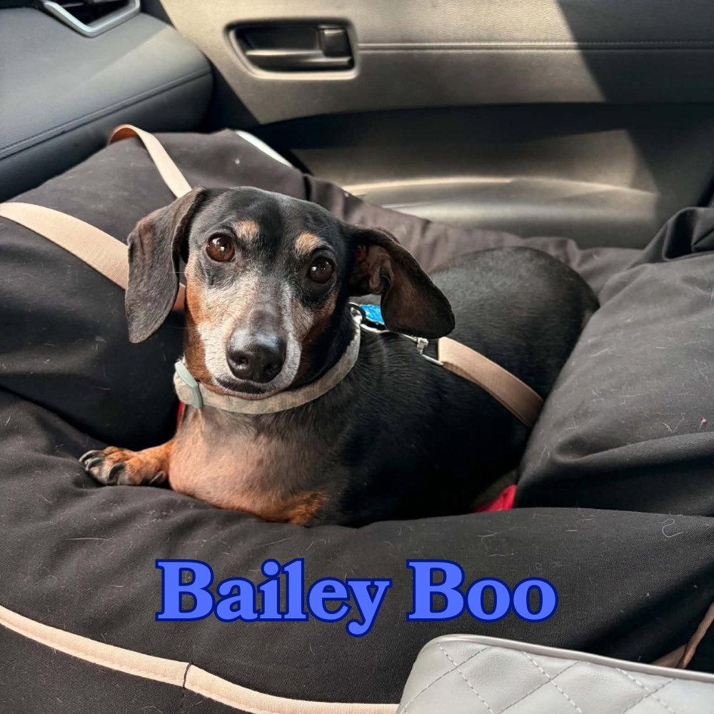 Enlarge Bailey Boo, a Adoptable Dachshund in San Antonio, TX image 2/3
