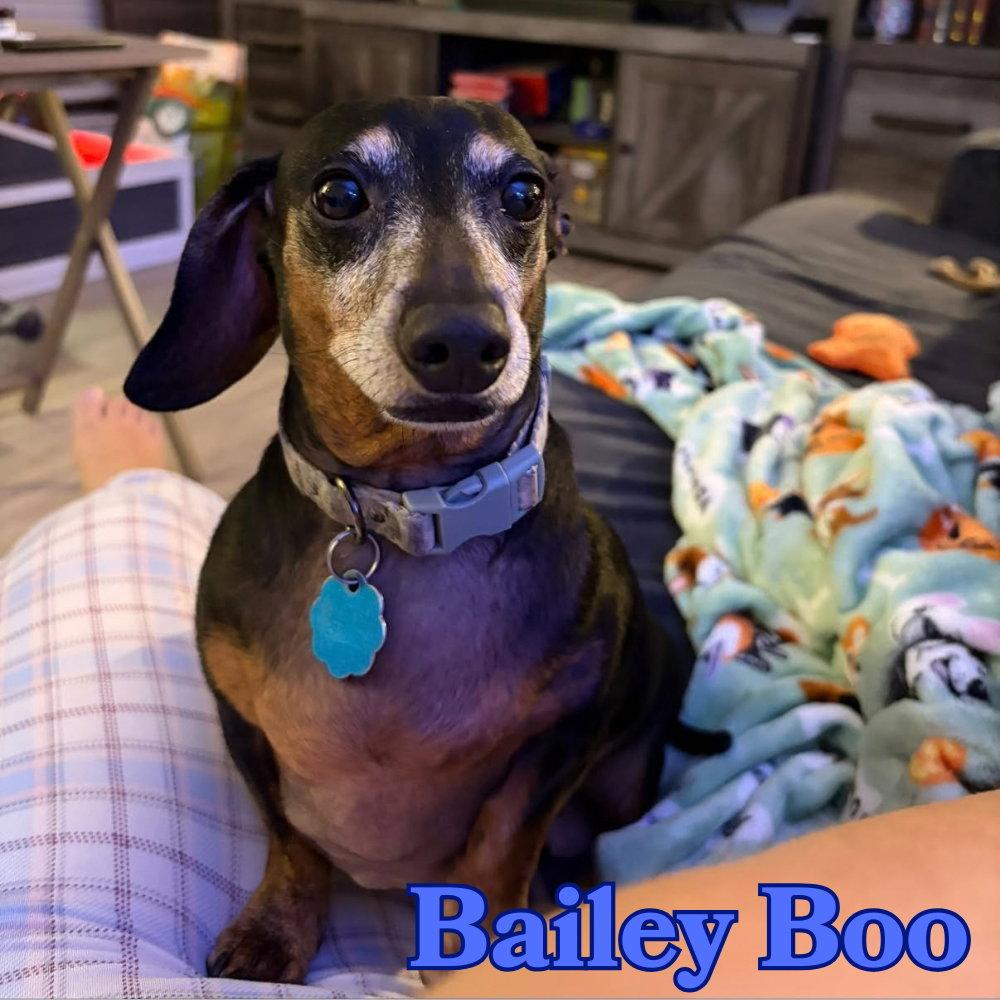 Enlarge Bailey Boo, a Adoptable Dachshund in San Antonio, TX image 3/3