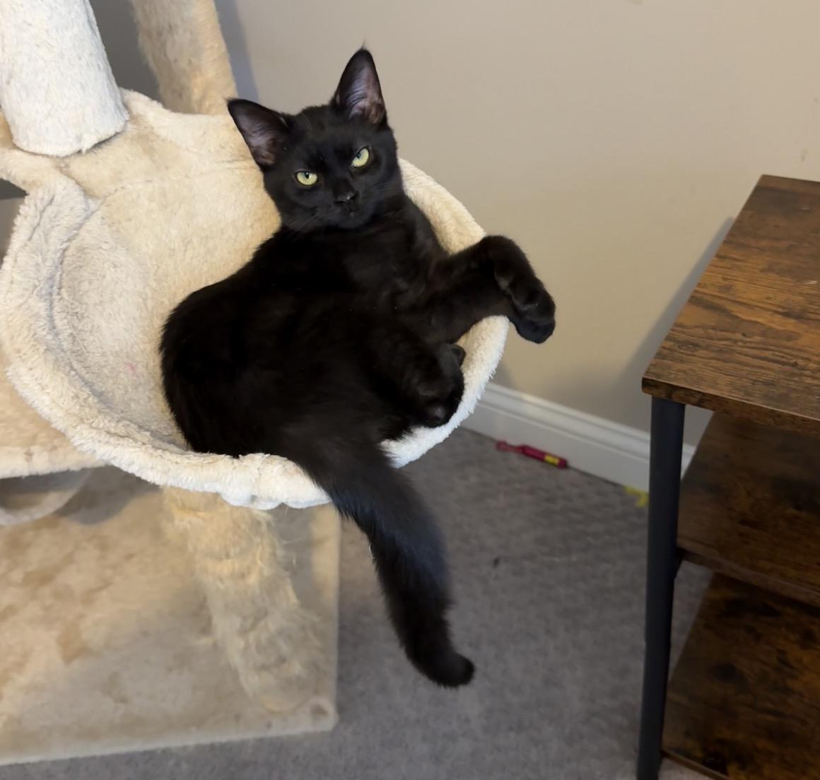 Coalette, ADOPTABLE, Kitten Female Domestic Short Hair.