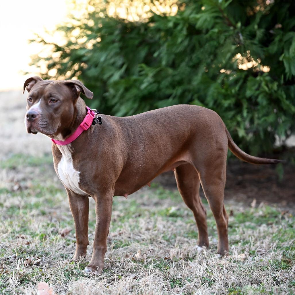 Coco, a Adoptable Pit Bull Terrier in Wichita, KS image 1/6
