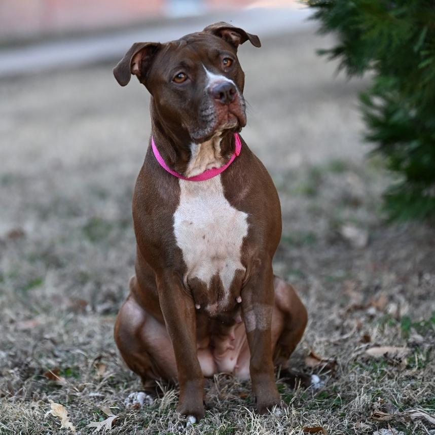 Coco, a Adoptable Pit Bull Terrier in Wichita, KS image 1/6