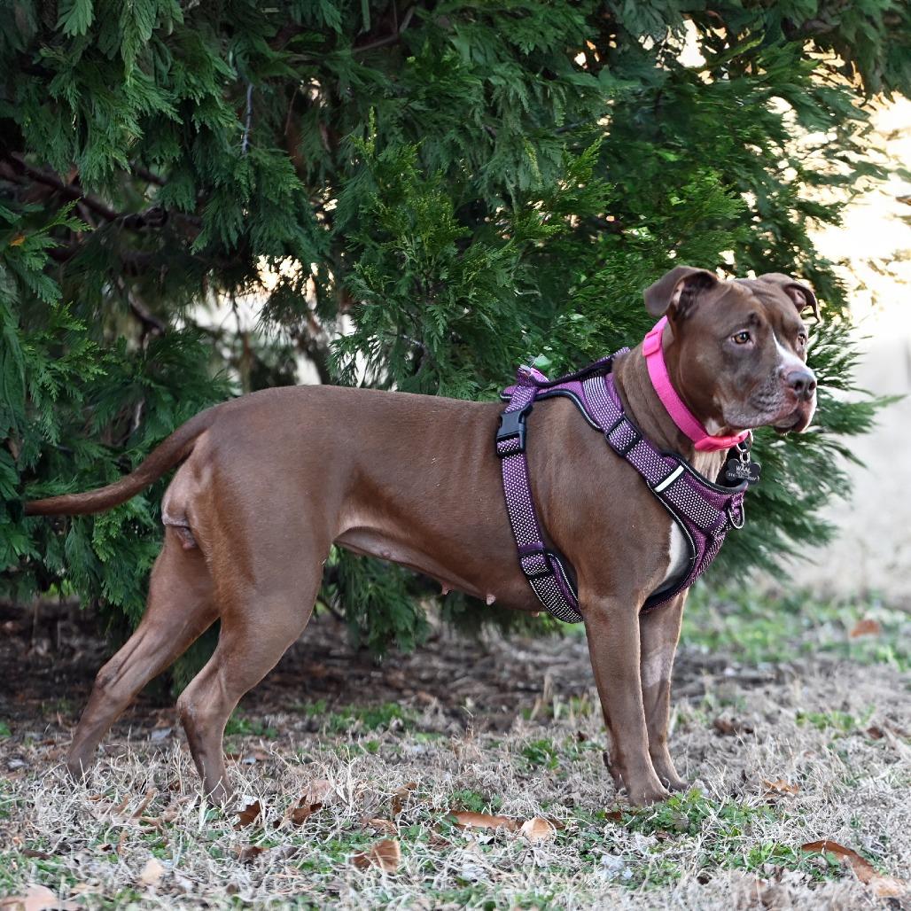 Coco, a Adoptable Pit Bull Terrier in Wichita, KS image 2/6